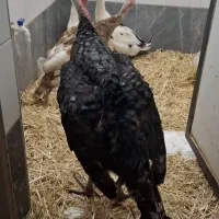 یک جفت بوقلمون ۶ماهه نر و ماده