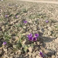 به کارگر بچین گل زعفران  و گل پاک کن نیاز مندیم