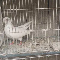 کبوترتهرانی|پرنده|آشخانه, |دیوار