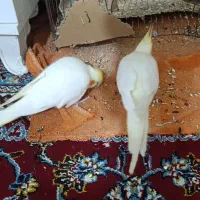 عروس پاریس|پرنده|شادگان, |دیوار