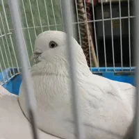 پنج عدد سفید دونه ۷۰۰