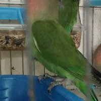 کوتوله برزیلی