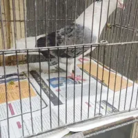 کفتر کفتر بازی عتیقه درجه یک