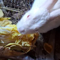 واگذاری رایگان خرگوش