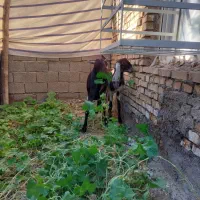 بزافغانی اصل|حیوانات مزرعه|هندیجان, |دیوار