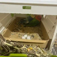 معاوضه یا فروش با جوجه سرلاکی برزیلی|پرنده|کرمانشاه, |دیوار