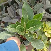 گل‌برکین ارسال‌به محدوده اسالم‌وتالش باکرایه کم|گل و گیاه طبیعی|اسالم, |دیوار