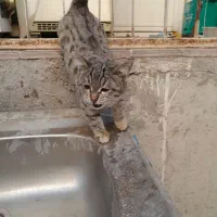 گربه. بچه گربه. پیشی|گربه|مشهد, نیروی هوایی|دیوار