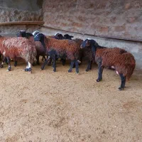 میش بره شیشک گوسفند