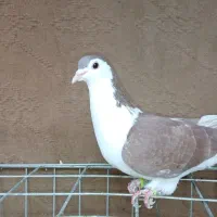 ساده سرخ / ماده