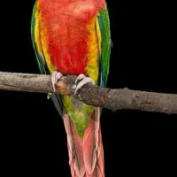 جوجه گرینچیک سرلاکی یک ماه سن