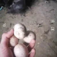 بوقلمون برنز