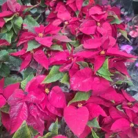 گل باغچه و اپارتمانی