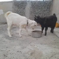 فروش سریع گوساله و بزغاله|حیوانات مزرعه|بم پشت, |دیوار