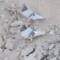 کبوتر زاغ ابادانی و یک جفت پوست پیازی