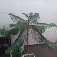 کاج مطبق معاوضه با طوطی