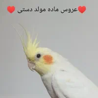 عروس هلندی