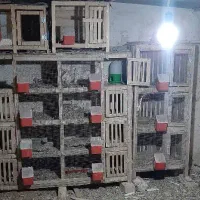 فروش جفت کن کبوتر و قفس|لوازم جانبی حیوانات|ابهر, |دیوار