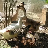 فروش کلی جزعی  انواع طیور شاقاجی|حیوانات مزرعه|سنگر, |دیوار