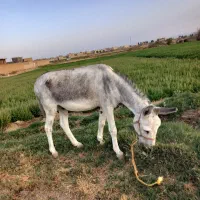 الاغ خر|حیوانات مزرعه|اصفهان, کوی راه حق|دیوار
