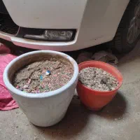 گلدان پلاستیکی وآهنی|گل و گیاه طبیعی|نسیم‌شهر, |دیوار