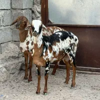 دوقلو نر و ماده|حیوانات مزرعه|بندرعباس, |دیوار