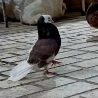 کفتر گوره ناب ((پرشی هست))|پرنده|کوهدشت, |دیوار