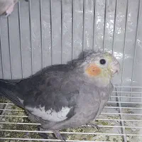 جوجه عروس هلندی سیامون