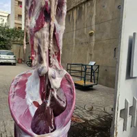 گوسفند زنده|حیوانات مزرعه|تهران, شهرک ولیعصر جنوبی|دیوار