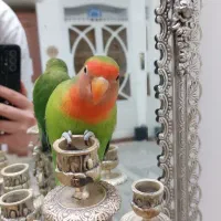 طوطی کوتوله نژاد خاص نیمه دستی