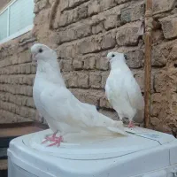 جوجه قنار