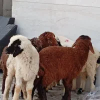 بره|حیوانات مزرعه|اهواز, زوویه ۲|دیوار