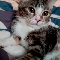 گربه ها|گربه|ساری, |دیوار