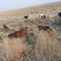 حیوانات خانگی