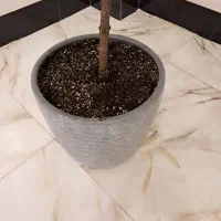 گل کاج مطبق|گل و گیاه طبیعی|تربت جام, زیباکنار|دیوار