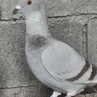 کبوتر پیازی و گلی