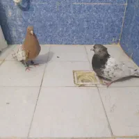 ۸عدد کفتر خوب هوایی رنگی