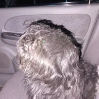 حیوان خانگی سگ|سگ|پردیس, فاز ۶|دیوار