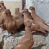 کبوتر،جوجه زرد گلالی پلاکی دربرازجان