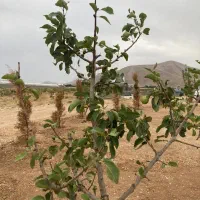 باغ دنج 800 متری با درختان مثمر|فروش دفتر صنعتی، کشاورزی، تجاری|بروجن, |دیوار