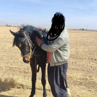 نریان عرب|اسب و تجهیزات اسب‌سواری|سردرود, |دیوار