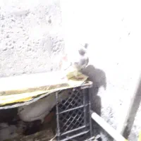 چند عددکبوتر کرفته شده|پرنده|پارس‌آباد, |دیوار