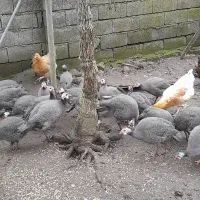 مرغ شاخدار|حیوانات مزرعه|حویق, |دیوار