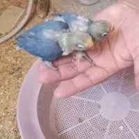 جوجه عروس کوتوله|پرنده|تربت جام, معدآباد|دیوار