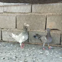 سه عدد کبوتر