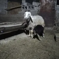 فروش یک راس میش جوان داشتی با بره نر افشاری