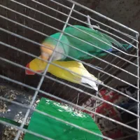 جفت کوتوله لوپ هلویی و بریزیلی|پرنده|زابل, |دیوار