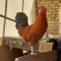 خروس|حیوانات مزرعه|اصفهان, شاهد|دیوار