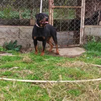 روتوایلر ماده