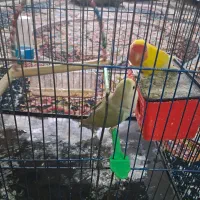 جفت کوتوله برزیلی